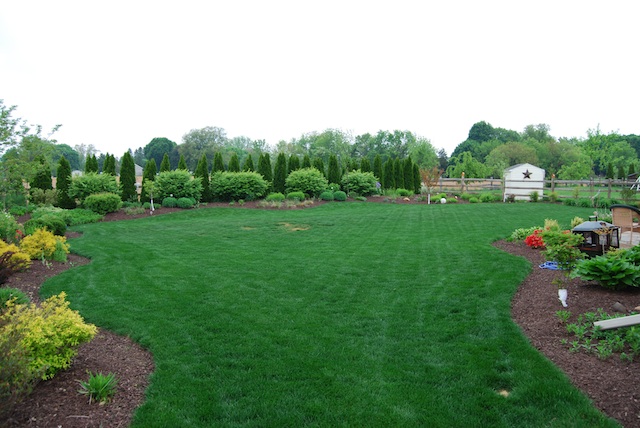 Kentucky Bluegrass Lawn. The lawn here was a RTF tall